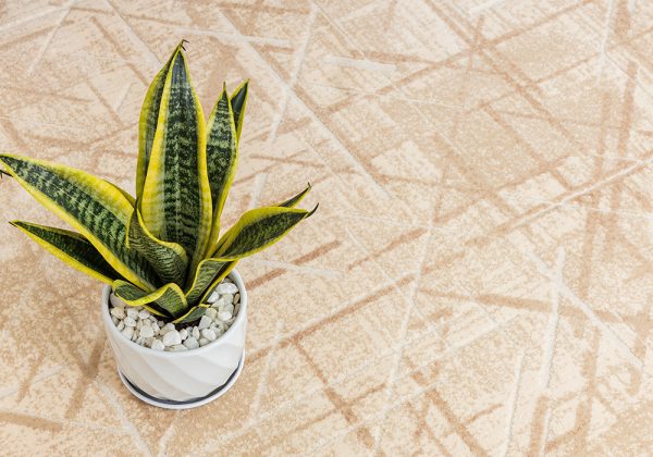 Tham trai san hy801 4